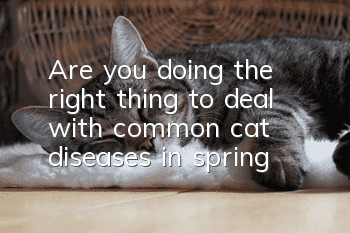 Are you doing the right thing to deal with common cat diseases in spring?
