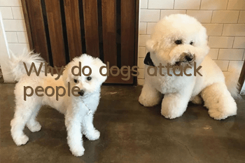 Why do dogs attack people?