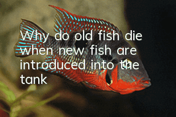 Why do old fish die when new fish are introduced into the tank?