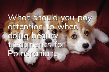 What should you pay attention to when doing beauty treatments for Pomeranians?