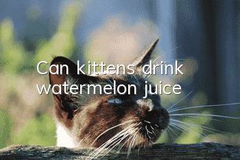Can kittens drink watermelon juice?