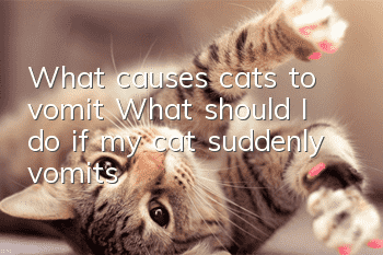 What causes cats to vomit? What should I do if my cat suddenly vomits?
