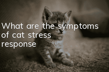 What are the symptoms of cat stress response?