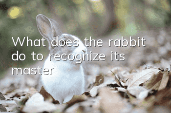 What does the rabbit do to recognize its master?
