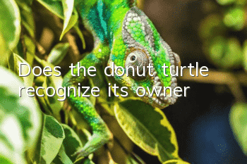 Does the donut turtle recognize its owner?