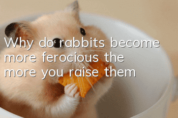 Why do rabbits become more ferocious the more you raise them?