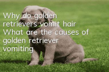 Why do golden retrievers vomit hair? What are the causes of golden retriever vomiting?