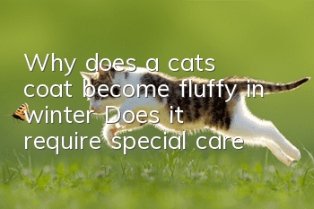 Why does a cat’s coat become fluffy in winter? Does it require special care?