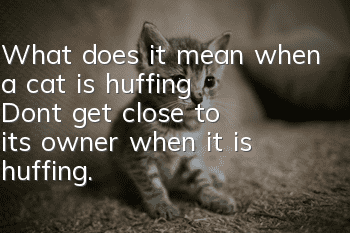 What does it mean when a cat is huffing? Don’t get close to its owner when it is huffing.