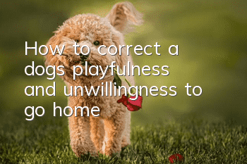 How to correct a dog’s playfulness and unwillingness to go home?