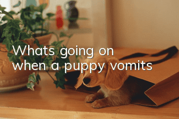 What's going on when a puppy vomits?
