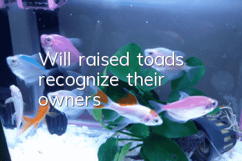 Will raised toads recognize their owners?