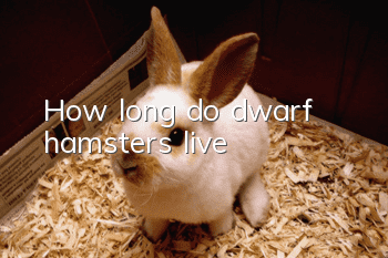 How long do dwarf hamsters live?