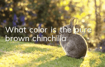 What color is the pure brown chinchilla?