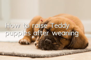 How to raise Teddy puppies after weaning?