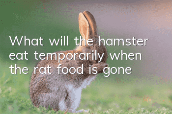 What will the hamster eat temporarily when the rat food is gone?
