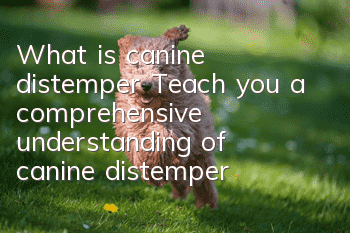 What is canine distemper? Teach you a comprehensive understanding of canine distemper!