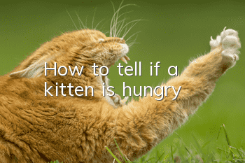 How to tell if a kitten is hungry?