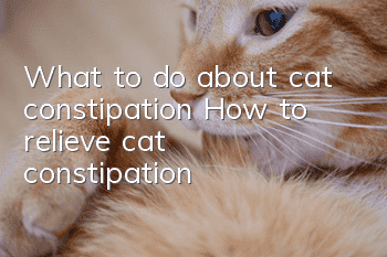 What to do about cat constipation How to relieve cat constipation