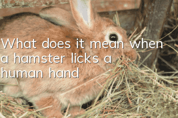 What does it mean when a hamster licks a human hand?
