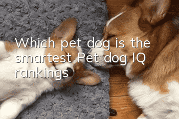 Which pet dog is the smartest? Pet dog IQ rankings!