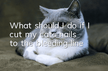 What should I do if I cut my cat’s nails to the bleeding line?