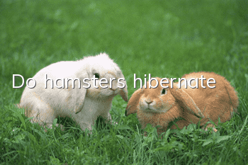 Do hamsters hibernate?