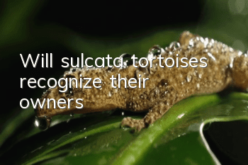 Will sulcata tortoises recognize their owners?