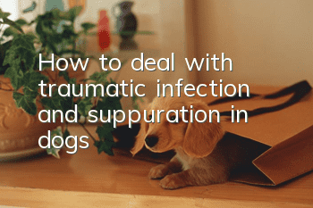 How to deal with traumatic infection and suppuration in dogs