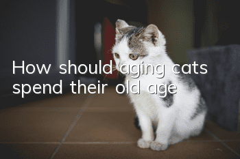 How should aging cats spend their old age?