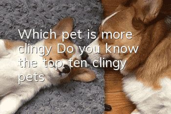 Which pet is more clingy? Do you know the top ten clingy pets?