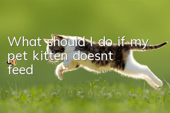 What should I do if my pet kitten doesn’t feed?