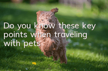 Do you know these key points when traveling with pets?