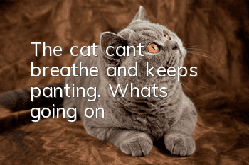 The cat can't breathe and keeps panting. What's going on?