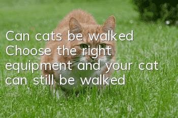 Can cats be walked? Choose the right equipment and your cat can still be walked!
