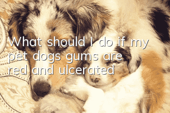What should I do if my pet dog’s gums are red and ulcerated?