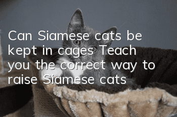 Can Siamese cats be kept in cages? Teach you the correct way to raise Siamese cats