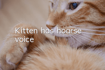 Kitten has hoarse voice
