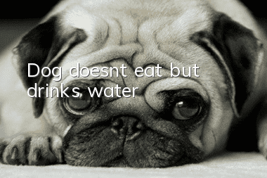 Dog doesn’t eat but drinks water