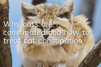 Why cats are constipated and how to treat cat constipation