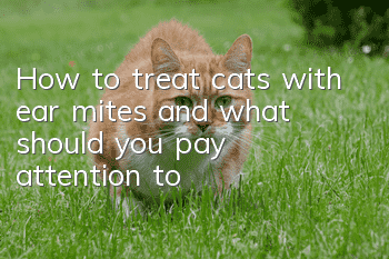 How to treat cats with ear mites and what should you pay attention to