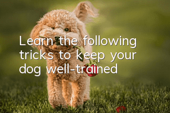 Learn the following tricks to keep your dog well-trained!