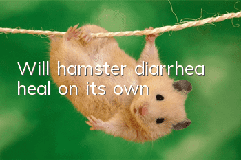 Will hamster diarrhea heal on its own?