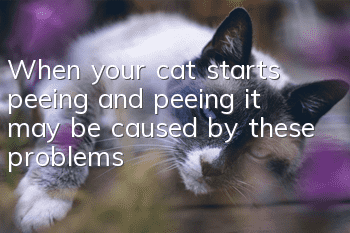 When your cat starts peeing and peeing, it may be caused by these problems