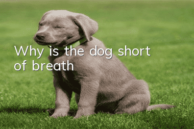Why is the dog short of breath?