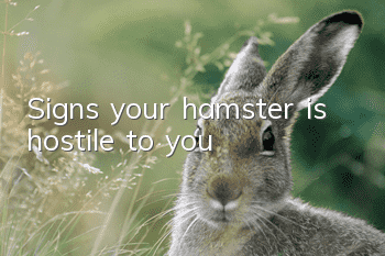 Signs your hamster is hostile to you
