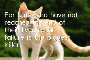 For cats who have not reached the end of their lives, renal failure is the biggest killer.