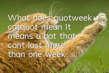 What does "week cat" mean? It means a cat that can't last more than one week.