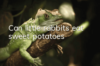 Can little rabbits eat sweet potatoes?