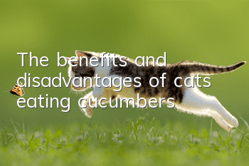 The benefits and disadvantages of cats eating cucumbers